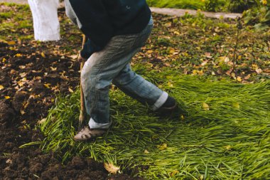 Adam Bahçe kazma. Toprak spud. Adam bir ağaç bitki için çukur kazıyor. Adam tarım arazileri, bahçecilik, tarım ve zor bir iş kavramı kir gevşetir