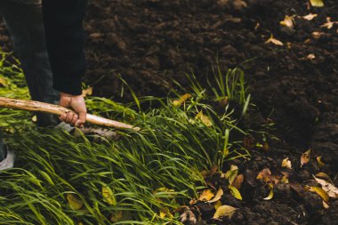 Adam Bahçe kazma. Toprak spud. Adam bir ağaç bitki için çukur kazıyor. Adam tarım arazileri, bahçecilik, tarım ve zor bir iş kavramı kir gevşetir
