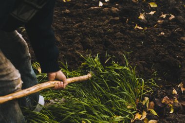 Adam Bahçe kazma. Toprak spud. Adam bir ağaç bitki için çukur kazıyor. Adam tarım arazileri, bahçecilik, tarım ve zor bir iş kavramı kir gevşetir
