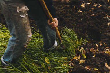 Adam Bahçe kazma. Toprak spud. Adam bir ağaç bitki için çukur kazıyor. Adam tarım arazileri, bahçecilik, tarım ve zor bir iş kavramı kir gevşetir