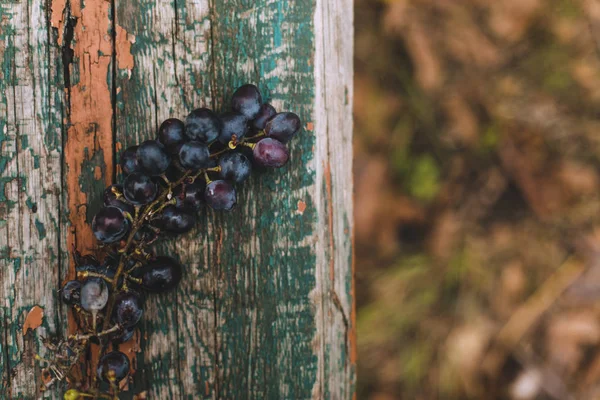 Bunch of ripe grapes lies on a wooden bench in the garden. Seasonal harvest. Horizontal frame. Copy space. — Stock Photo, Image