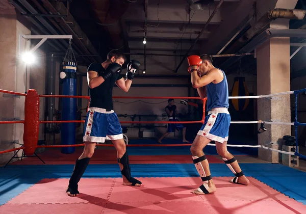 Two sportsmen aggressive boxers training boxing in ring at sport club