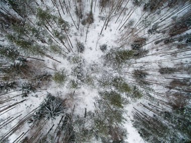 Kış orman. Yukarıdan görüntüleyin. Fotoğraf ile bir dron çekilmişti. Karda orman çam ve köknar.