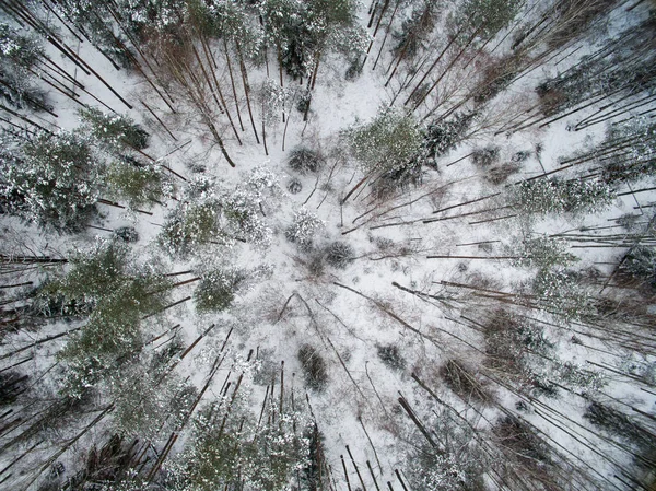 Zima Las Widok Góry Zdjęcie Zostało Zrobione Drone Sosna Jodła — Zdjęcie stockowe