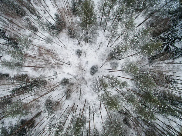 Zima Las Widok Góry Zdjęcie Zostało Zrobione Drone Sosna Jodła — Zdjęcie stockowe