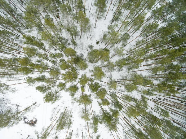 Floresta de Inverno. Vista de cima. A foto foi tirada com um drone. Floresta de pinheiro e abeto na neve — Fotografia de Stock