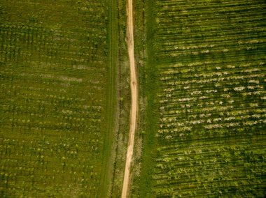 Kum yolu ile elma bahçesi açan doğa manzara. İlkbaharda bir yükseklikten Fotoğraf