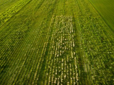 Doğa manzara elma bahçesi çiçeklenme. İlkbaharda bir yükseklikten Fotoğraf