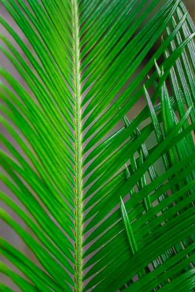 Green palm branches as background
