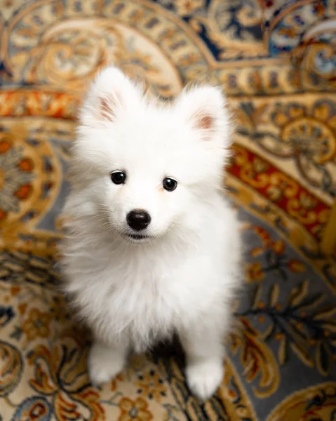 Portrait of young samoyed puppy dog looking up at camera — Stock Photo, Image