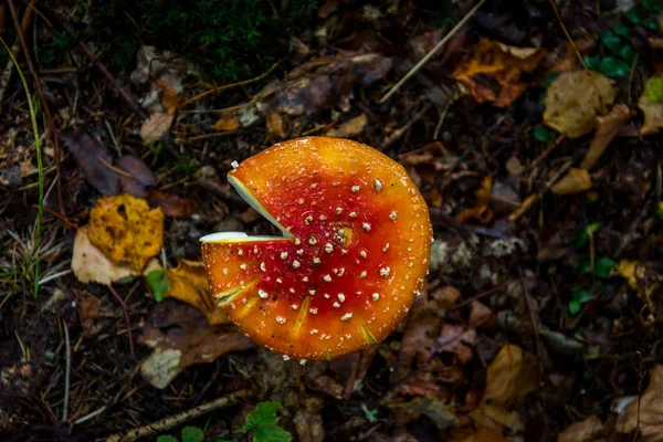 Ядовитый и галлюциногенный гриб Fly Agaric в траве на фоне осеннего леса. Вид сверху, горизонтальная ориентация . — стоковое фото