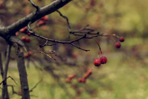 秋天没有叶子的山山树枝上的红浆果 — 图库照片