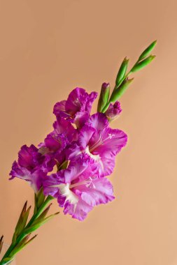 Fawn renkli arka plan üzerinde Magenta gladiolus çiçek