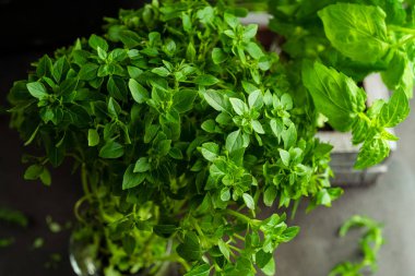 Evde bir saksıda büyüyen fesleğen, closeup görünümü