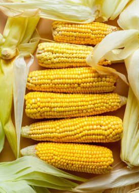Üst üste serilmiş yaprakları ile ham sarı mısır koçanlarının yakın çekim görünümü
