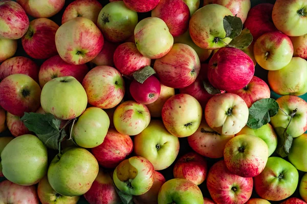 大堆成熟的苹果背景 — 图库照片