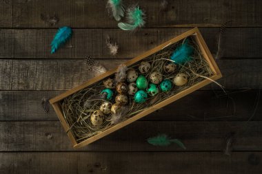 Yuvada bıldırcın yumurtası