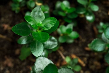 Genç yeşil bitki, kapat.