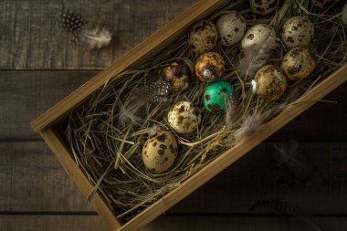 Yuvada bıldırcın yumurtası