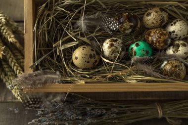 Yuvada bıldırcın yumurtası