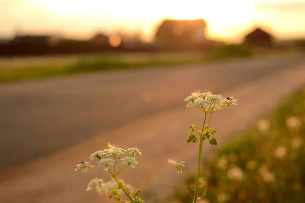 Plants growing by a country road in sunset lighting