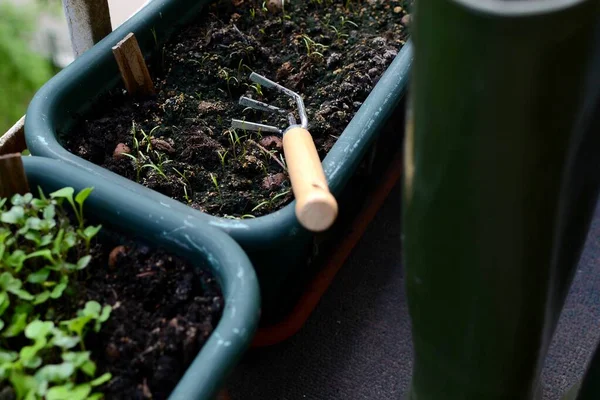 Balcony garden, containers with ground