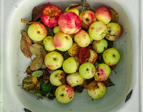 花园里新鲜成熟的苹果 — 图库照片
