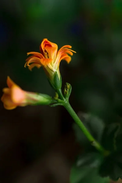 Оранжевые Цветы Ветке — стоковое фото