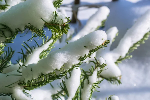 Fleurs Blanches Sur Les Branches Arbre — Photo