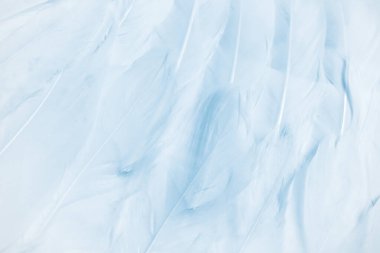 arka plan beyaz tüyler 