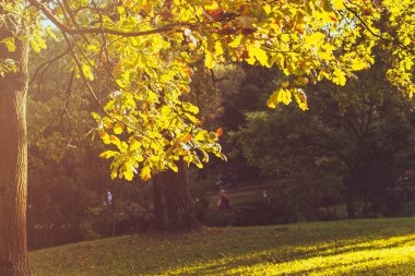 Güneşli bir sonbahar gününde meşe ağacının güneş ışığı dalları