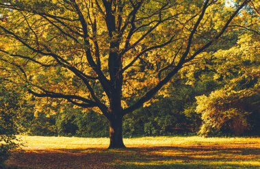 Güzel sonbahar parkı manzarası