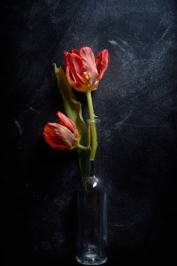 Siyah arkaplanda kırmızı laleler