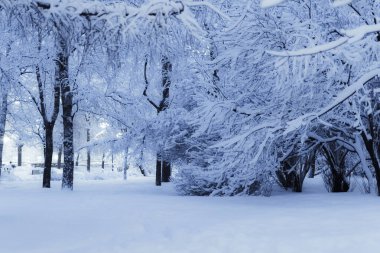 Karla kaplı ağaçlarla kaplı kış manzarası