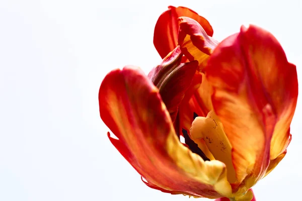 白い背景に赤いチューリップの花びら — ストック写真