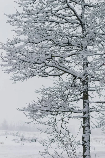 Arbre Couvert Neige — Photo