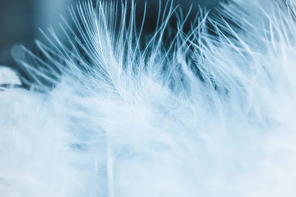 Background White Feathers — Stock Photo, Image