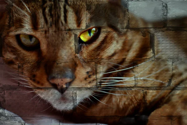 Retrato Artístico Gato Sobre Fondo Texturizado Ladrillo — Foto de Stock