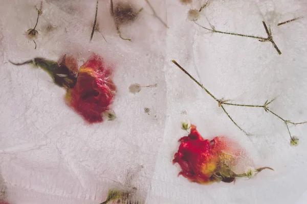 Botões Rosa Congelados Gelo — Fotografia de Stock