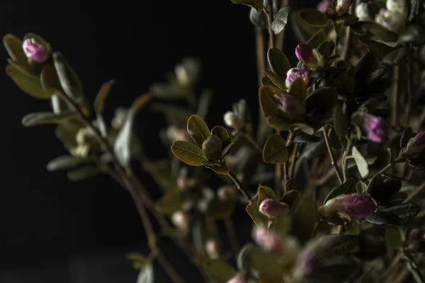 Mooie Paarse Bloemen Donkere Achtergrond — Stockfoto