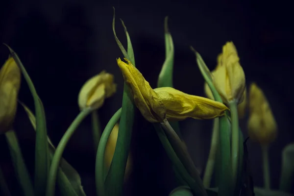 Frisse Gele Tulpen Een Donkere Achtergrond — Stockfoto