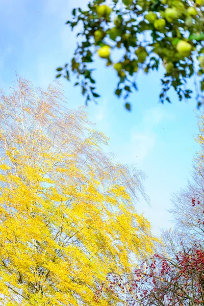 Beautiful Autumn Trees Blue Sky Background — Stock Photo, Image