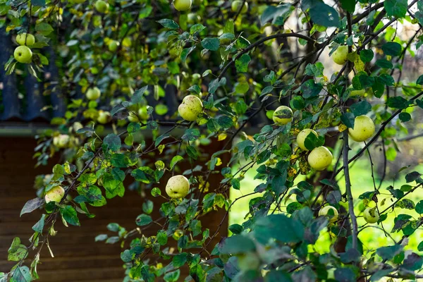 Manzanas Árbol Jardín — Foto de Stock