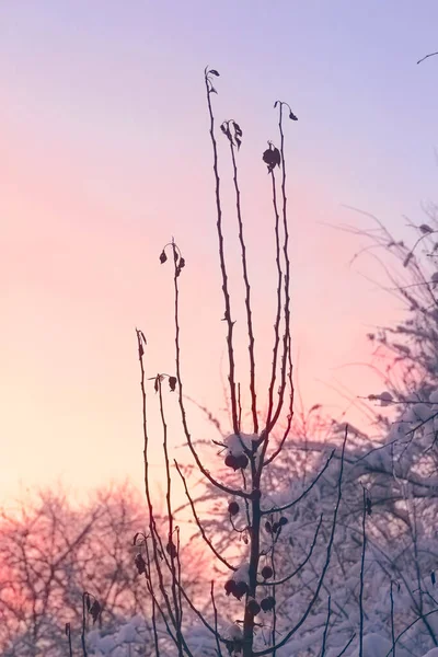 Des Branches Nues Arbres Contre Ciel Matin — Photo