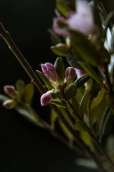 深色背景的美丽的紫色花朵 — 图库照片