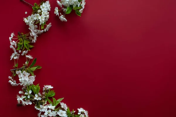 Arranjo Achatado Flores Cerejeira Fundo Vermelho Profundo Com Espaço Cópia — Fotografia de Stock