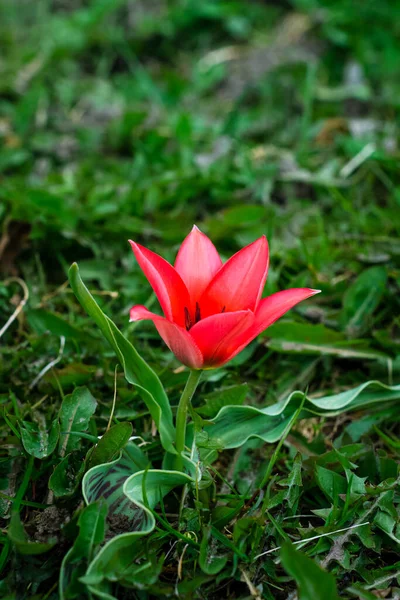 Flor tulipa selvagem florescendo vermelho na grama verde — Fotografia de Stock