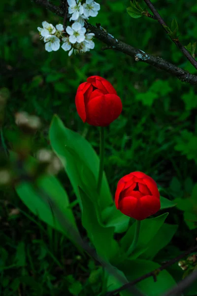 Dwa czerwone tulipany ogrodowe w trawie w świetle zmierzchu — Zdjęcie stockowe