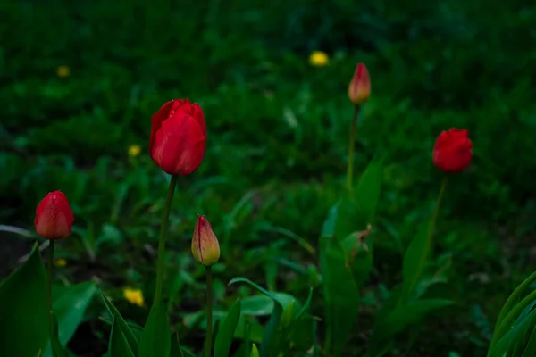 Tulipani da giardino rossi in erba verde al tramonto — Foto Stock