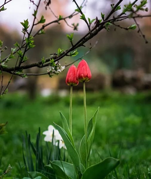木の下の草の中に2本の赤い庭のチューリップ。愛と春のコンセプト — ストック写真